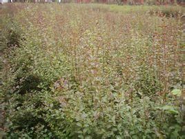 長柄女貞 長柄女貞