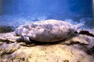 合浦儒艮自然保護區