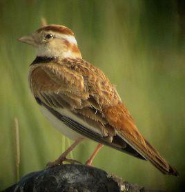 蒙古百靈 蒙古百靈