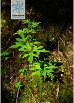 深裂五裂蟹甲草 深裂五裂蟹甲草