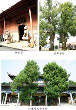 東陽村[江西省蘆溪縣蘆溪鎮轄村]