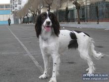 史賓格犬