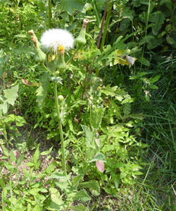 翼柄蒲公英 翼柄蒲公英