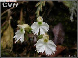 中花叉柱花 中花叉柱花