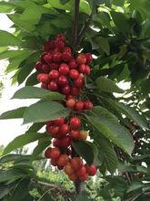 櫻桃溝景區[鄭州櫻桃溝景區]