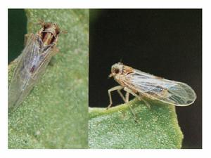 水稻白背飛虱 水稻白背飛虱