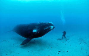 南露脊鯨 南露脊鯨