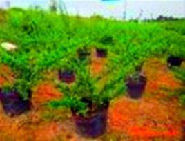 勒管草[勒管草]