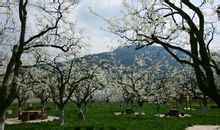 蒼溪縣雪梨產地環境及梨文化活動圖集