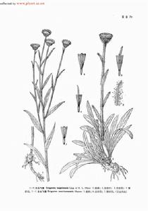 太白飛蓬 太白飛蓬