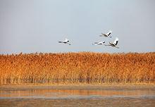 鹽城丹頂鶴濕地生態公園2
