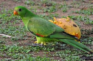 紅翅鸚鵡指名亞種