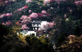 賣花漁村 賣花漁村