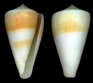 中美洲芋螺 中美洲芋螺