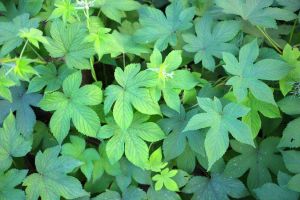 小葉拉拉藤 小葉拉拉藤