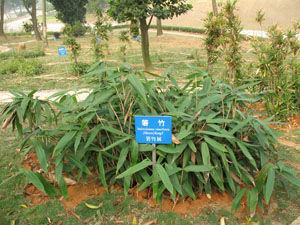 衡山箬竹 衡山箬竹