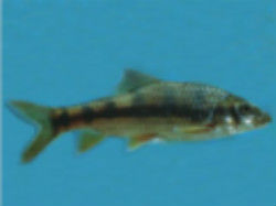 雲南光唇魚 雲南光唇魚