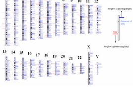 基因性別 基因性別