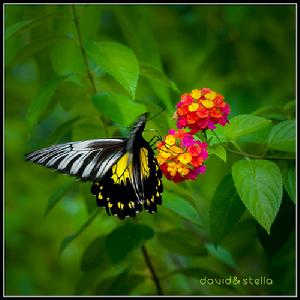 希爾伯特鳥翼裳鳳蝶 希爾伯特鳥翼裳鳳蝶