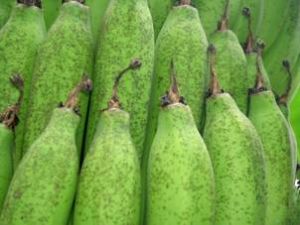 香蕉黑星病 香蕉黑星病