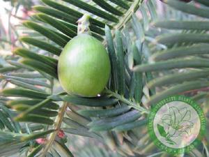 海南粗榧 海南粗榧