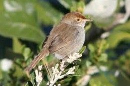 笛聲扇尾鶯 笛聲扇尾鶯