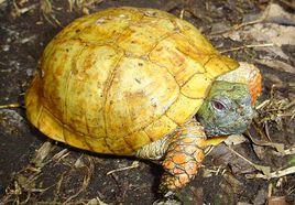 沙漠箱龜 沙漠箱龜