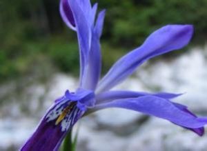 小花鳶尾 小花鳶尾