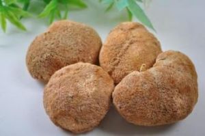 小刺猴頭菌 小刺猴頭菌