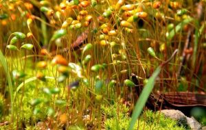 黃松羅蘚 黃松羅蘚