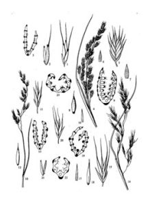 毛穎羊茅 毛穎羊茅