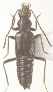 亮腹長足隱翅蟲 亮腹長足隱翅蟲