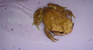 緬北短腿蟾 緬北短腿蟾