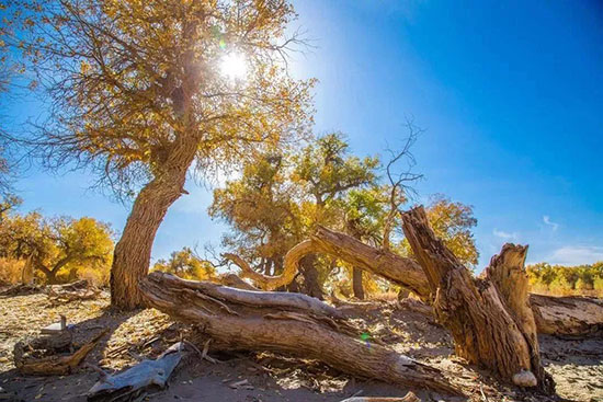 秋天中國最勾魂的4個地方,總有一個你沒去過!