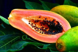 紅鈴2號番木瓜 紅鈴2號番木瓜