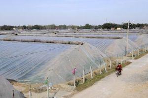 新張莊村 新張莊村