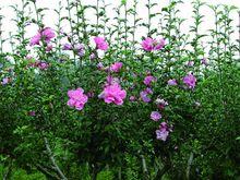 木槿花[錦葵科木槿屬植物的花朵]