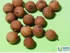 鹽匏藤果 鹽匏藤果