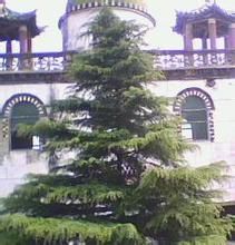 項城市李寨清真寺 項城市李寨清真寺