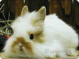 傑西伍莉 傑西伍莉