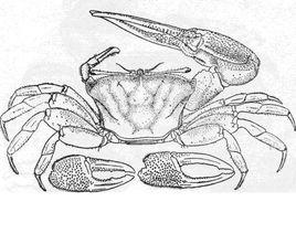 弧邊招潮蟹 弧邊招潮蟹