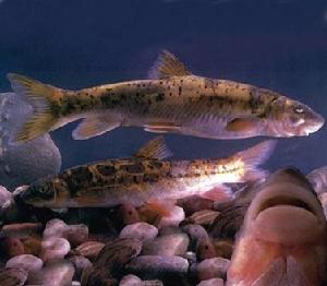 軟刺裂腹魚 軟刺裂腹魚