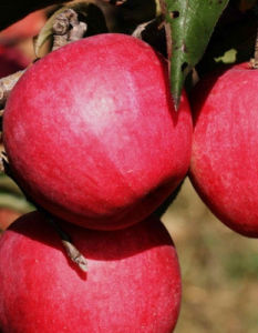 嘎拉蘋果 嘎拉蘋果