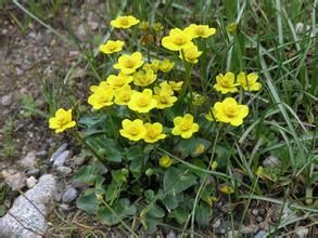 鴉跖花屬 鴉跖花屬