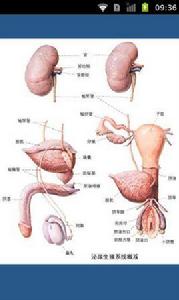全套高清無碼4D人解刨圖 全套高清無碼4D人解刨圖