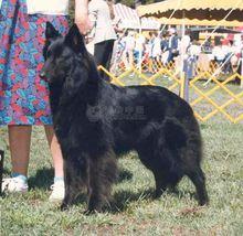 比利時黑色牧羊犬