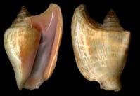 素三角鳳凰螺 素三角鳳凰螺