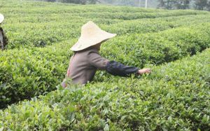 潤喜金茶 潤喜金茶