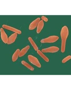 肉毒中毒 肉毒中毒