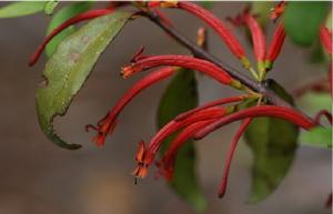 柳樹寄生 柳樹寄生